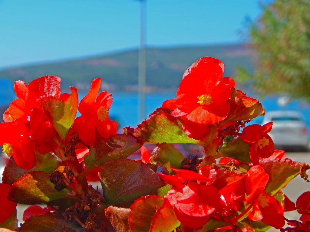Apartmani Sindik Tivat Dış mekan fotoğraf